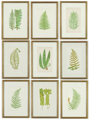 Lot 130 - EJ LOWE. A SET OF NINE 19TH CENTURY FERNS.