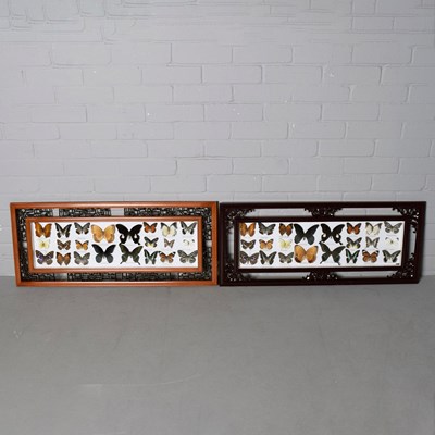 Lot 122 - BUTTERFLY DISPLAYS (2).